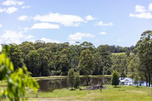 Sherwood Farm - Grey Gum
