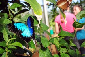 Coffs Butterfly House